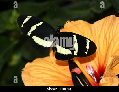 Hewitson Longwing della farfalla (Heliconius Hewitsoni) foraggio su un fiore di ibisco, vista dorsale Foto Stock