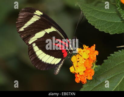 Hewitson Longwing della farfalla (Heliconius Hewitsoni) ali chiuso, alimentazione su un fiore tropicale Foto Stock