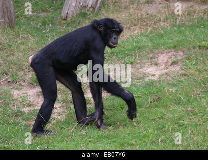 Coppia Bonobo o (ex) scimpanzé pigmeo (Pan paniscus) in un ambiente naturale Foto Stock