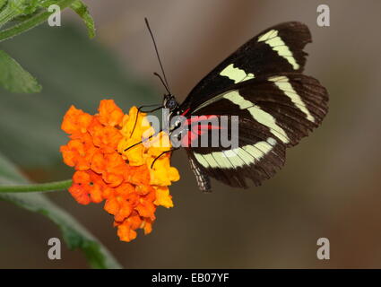 Hewitson Longwing della farfalla (Heliconius Hewitsoni) foraggio su un fiore, ali aperte Foto Stock