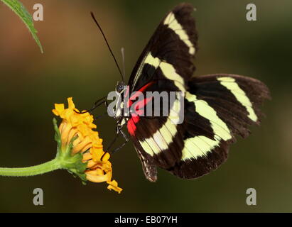 Hewitson Longwing della farfalla (Heliconius Hewitsoni) foraggio su un fiore, ali aperte Foto Stock