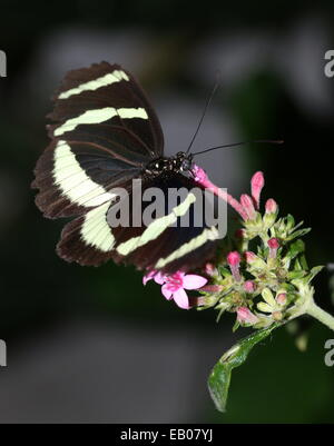 Hewitson Longwing della farfalla (Heliconius Hewitsoni) foraggio su un fiore, ali aperte Foto Stock