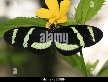 Hewitson Longwing della farfalla (Heliconius Hewitsoni) vista dorsale, di alimentazione su un fiore Foto Stock