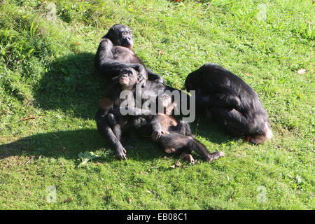 Gruppo di 4 Bonobo scimpanzé (Pan paniscus) toelettatura ogni altro e disteso in erba Foto Stock