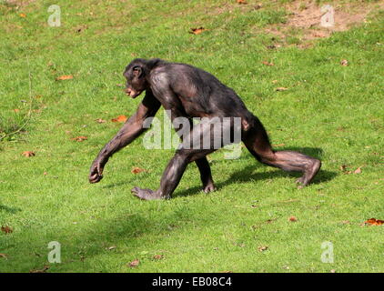 Fast-paced Bonobo o scimpanzé pigmeo (Pan paniscus) passeggiate in un ambiente naturale Foto Stock