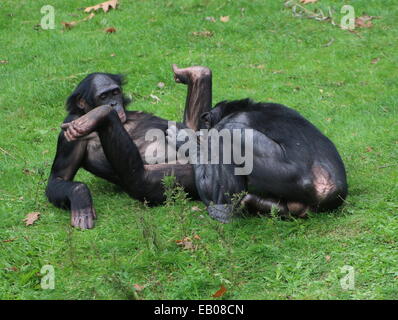 Due maschio Bonobos (Pan paniscus), una essendo curato dall'altra, uno sdraiato a terra sulla sua schiena Foto Stock