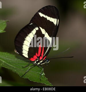 Hewitson Longwing della farfalla (Heliconius Hewitsoni) ali chiuso Foto Stock