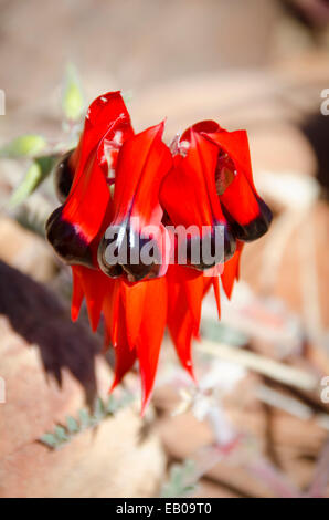 Deserto Sturts pisello, Yulara, Territorio del Nord, l'Australia. Emblema del Sud Australia Foto Stock