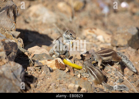 Tre barberia scoiattolo di terra isola deserta di Fuerteventura nel selvaggio di mangiare una buccia di banana Foto Stock