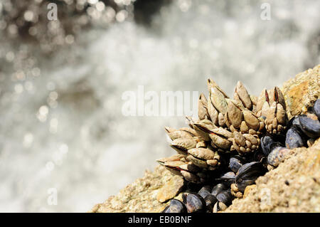 Costa rocce ricoperte in goose cirripedi e cozze. Foto Stock