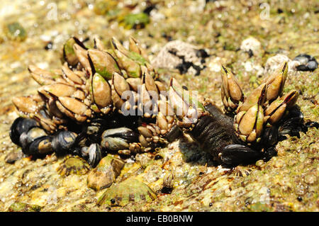 Costa rocce ricoperte in goose cirripedi, patelle e cozze. Foto Stock