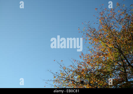 Albero di quercia in autunno con spazio per il testo Foto Stock