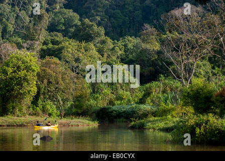 La foresta pluviale tropicale, Situgunung, Gede Pangrango National Park, Indonesia. Foto Stock