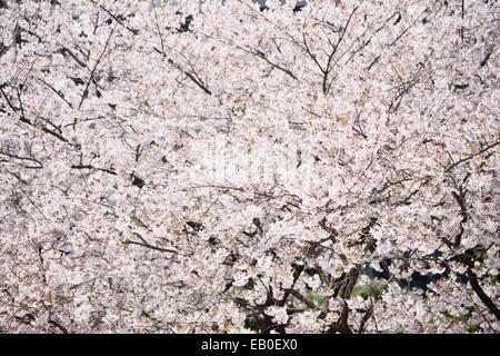 Il coreano freschi fiori di ciliegio in piena fioritura Foto Stock