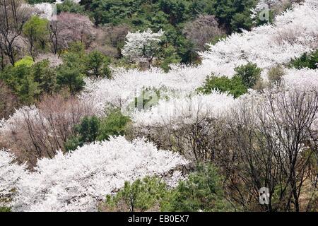 Piena soffiato coreano fiori di ciliegio in Nam-Mountain a Seoul, Corea del Sud Foto Stock