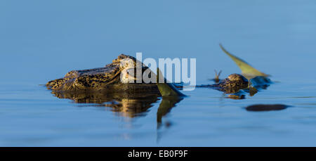 Ritratto di caimano a Los Ilanos del Orinoco, Venezuela. Foto Stock