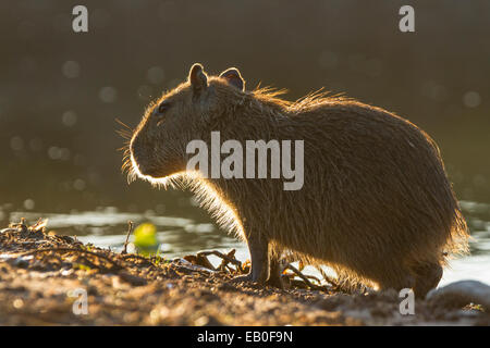 Baby retroilluminato capibara (Hydrochoerus hydrochaeris) ritratto, Los Ilanos del Orinoco, Venezuela. Foto Stock
