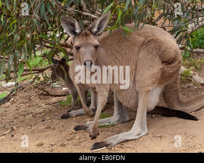 Canguro grigio a John Forrest Parco nazionale di Perth Australia Foto Stock