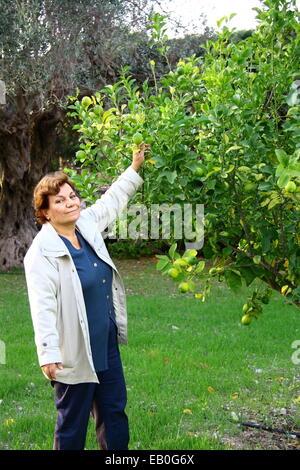 Bella donna raccolta di limone fresco dalla struttura ad albero Foto Stock