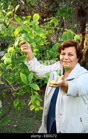 Bella donna raccolta di limone fresco dalla struttura ad albero Foto Stock