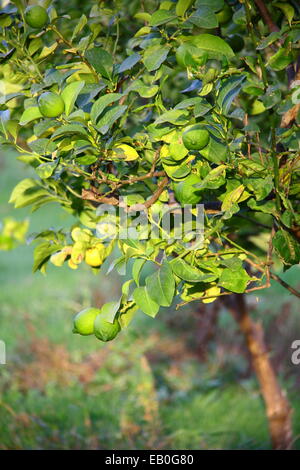 Bella donna raccolta di limone fresco dalla struttura ad albero Foto Stock