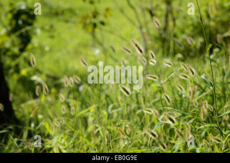 Primo piano della foxtails con retro illuminato in campo Foto Stock