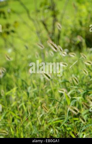 Primo piano della foxtails con retro illuminato in campo Foto Stock