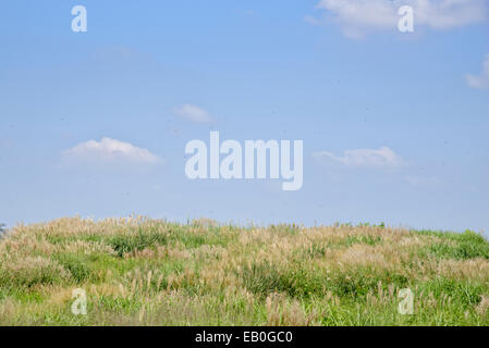 Erba di argento in un campo con il blu del cielo Foto Stock