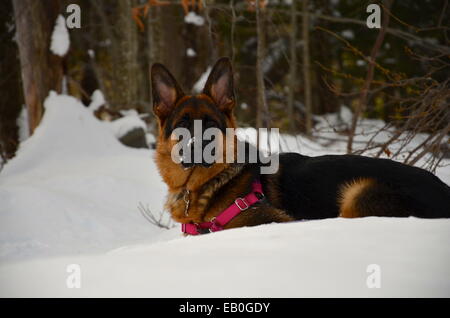 Passeggiate con il cane in pochi metri di neve in Tannersville, New York Foto Stock