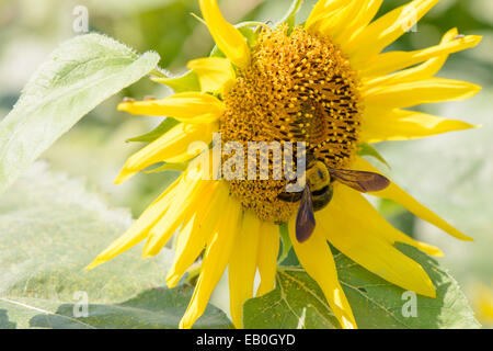 Primo piano di un ape su un girasole nella giornata di sole Foto Stock