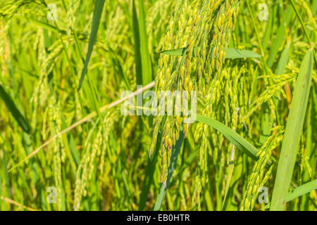 Picco di riso nel campo di riso Foto Stock