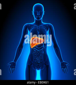 Fegato - organi femmina - Anatomia Umana Foto Stock