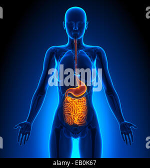 Guts - organi femmina - Anatomia Umana Foto Stock