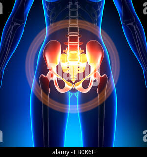 Anca femmina / Sacrum / pube / ischio / Ilium - Anatomia ossa Foto Stock