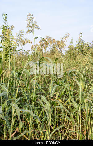 Reipen stocchi di sorgo in un campo in estate Foto Stock