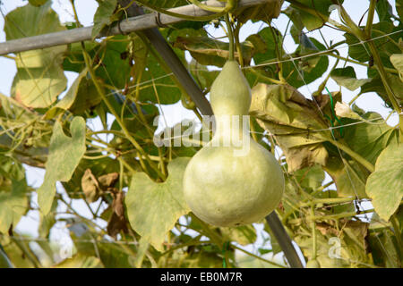 Zucche fresche appeso sul polo della fattoria Foto Stock