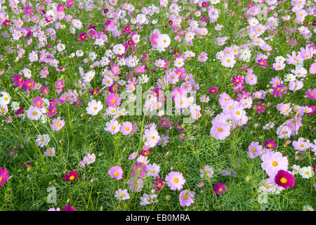 I diversi colori cosmo fiori in un campo Foto Stock