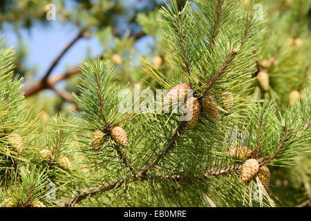 Acerbi pigna su un brach in esterni Foto Stock