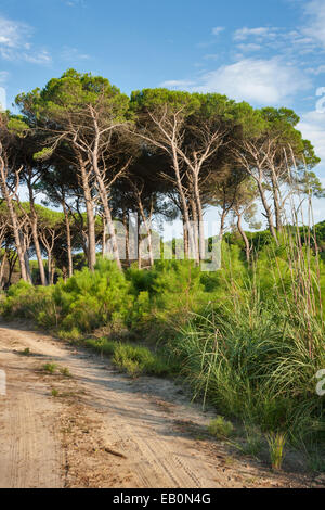 Toscana strada forestale paesaggio con parasol pines e germogli di alberi giovani, Italia Foto Stock