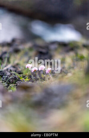 West Cliff Islanda con un foro sul litorale tra Arnarstapi e Hellnar sulla penisola Snaefellsnes Foto Stock