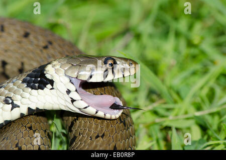 Biscia [Natrix natrix] playing dead come predatore di difesa. Sussex, Regno Unito. Foto Stock