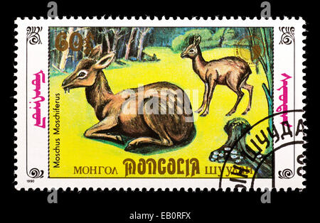 Francobollo dalla Mongolia raffiguranti siberiano Cervi muschiati (Moschus moschiferus) Foto Stock