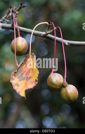 Frutto autunnale del fazzoletto tree, Davidia involucrata Foto Stock