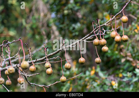 Frutto autunnale del fazzoletto tree, Davidia involucrata Foto Stock