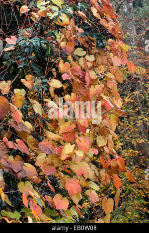 Fogliame autunnale del crimson vite gloria, Vitis coignetiae Foto Stock