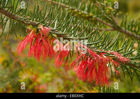 Calothamnus quadrifidus, unilaterale scovolino da bottiglia in Lesueur NP, WA, Australia Foto Stock