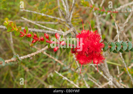 Verticordia grandis, Scarlet Featherflower in Kings Park, Perth, WA, Australia Foto Stock