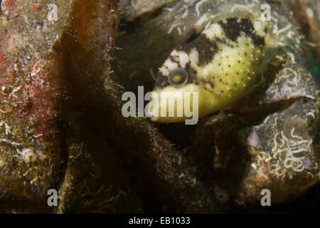 Strapweed Filefish in forma giovanile (Pseudomonacanthus macrurus) stretto di Lembeh,Indonesia Foto Stock