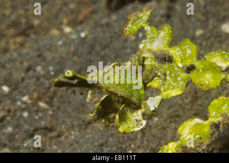 Arrowhead Granchio assomiglia di Halimeda alghe in cui vive (Huenia heraldica) stretto di Lembeh, Indonesia Foto Stock