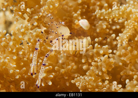 Grazioso Anemone Gamberetti (Ancylomenes venustus) stretto di Lembeh,Indonesia Foto Stock